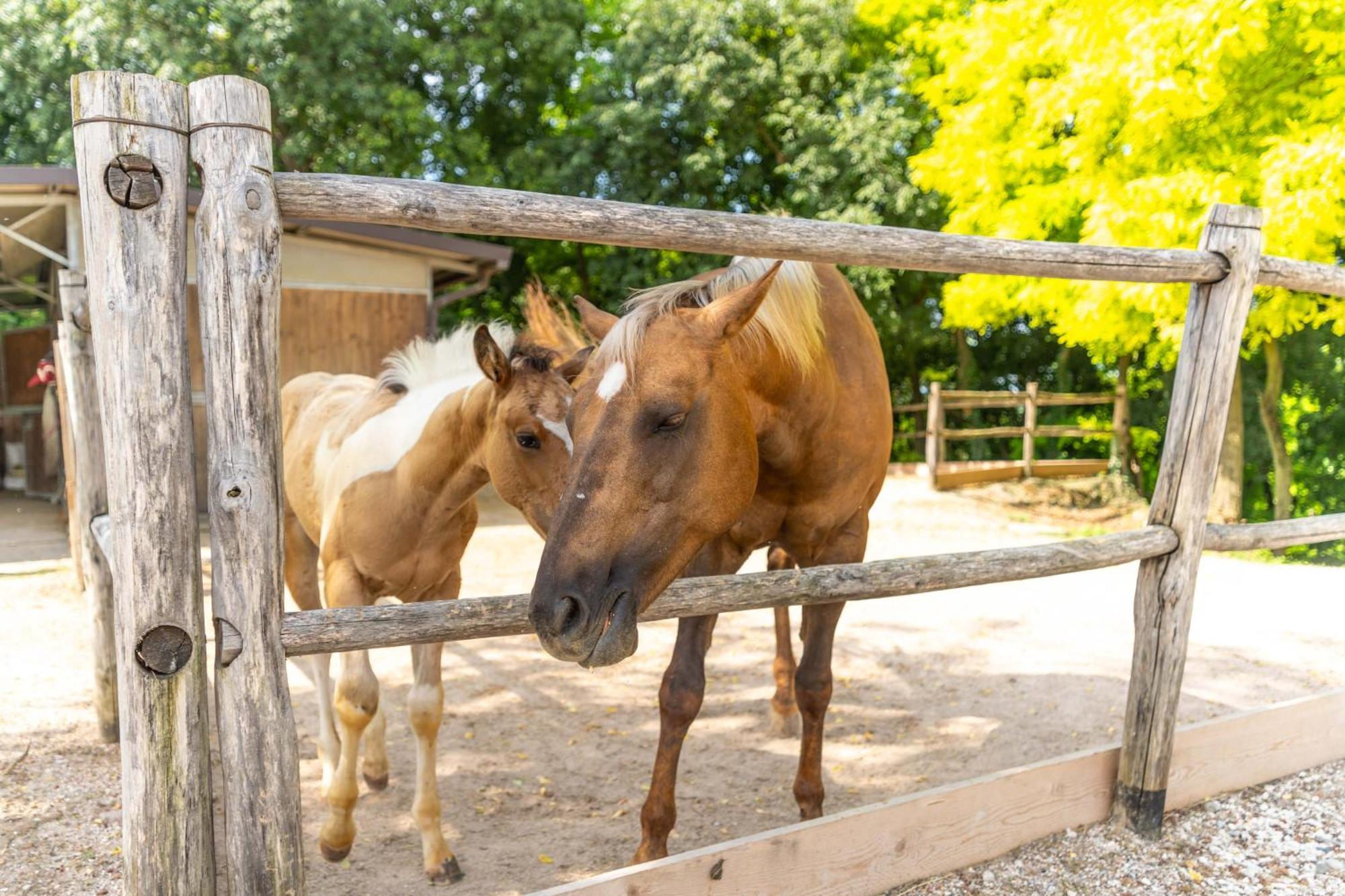 Agriturismo Colle Dei Pivi Понті-суль-Мінчіо Екстер'єр фото